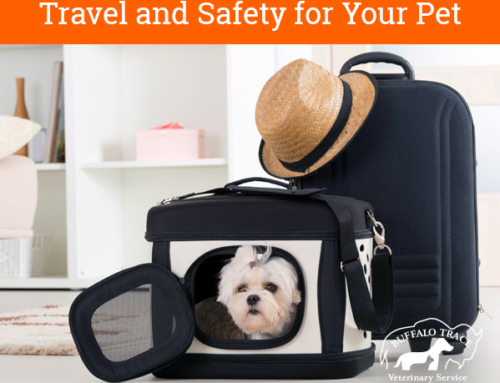 Travel and Safety for Your Pet